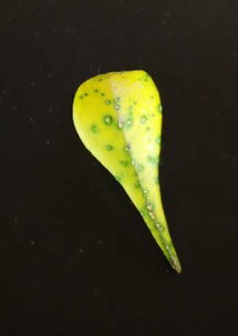 病虫害也不嫩忽视