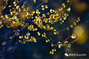 水培总长绿藻怎么办？加片维生素C药片！