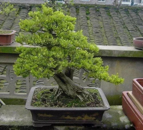 早春修剪， 黄杨咋反应