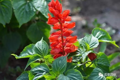 别急， 开花后的花蔫也是学问