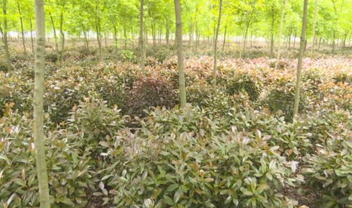 种植密度的重要性