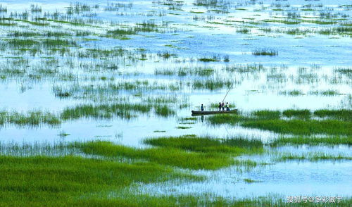 草海茫茫， 谁主沉浮