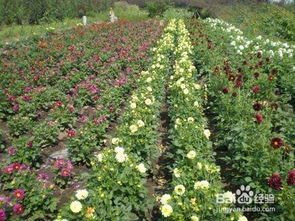 庭院露地栽培的花卉推荐