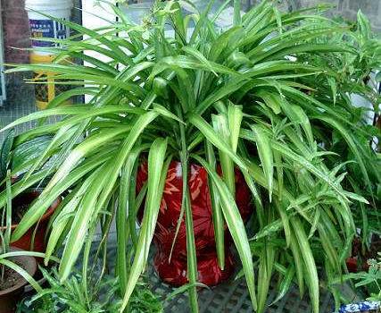 吊兰叶片发黄变绿， 肥料选择有妙招