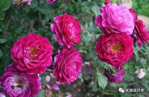 红色的秘密， 红色越鲜艳，体魄越强壮