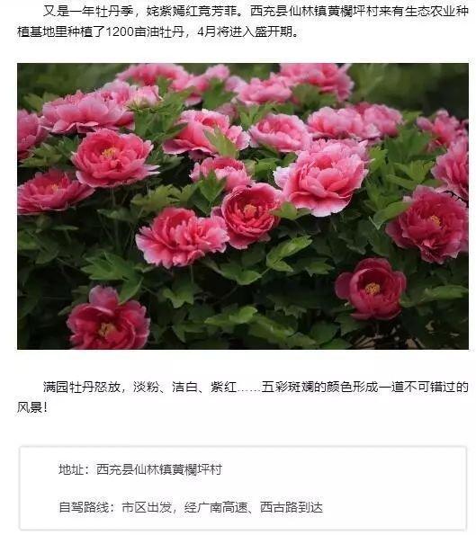 秋季移栽牡丹，需注意土壤、气候、修剪等条件