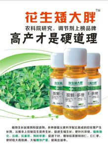 喷施生物制剂， 增强花生免疫力