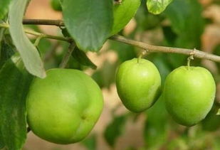 青枣种植技术中，青枣成熟时间一般在每年的8月至10月