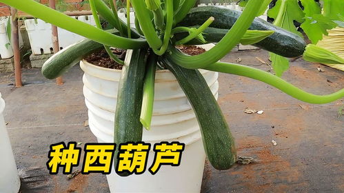 西葫芦怎么种植？需要多少水才能保证生长