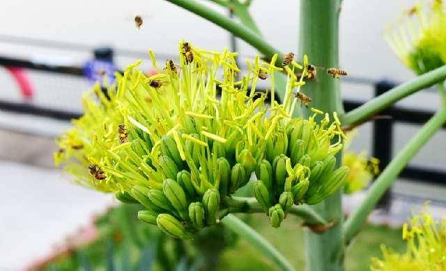 花茎腐烂了如何挽救