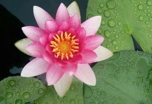 睡莲的奇妙高度