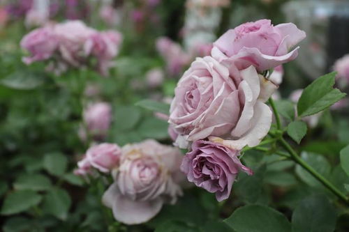 月季花属于哪个季节的花朵？