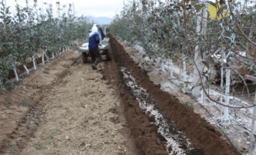 果园施肥时间表揭秘：苹果树磷钾肥的Zui佳施用时期