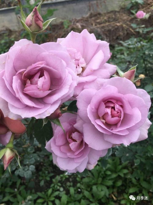 月季花里的美丽传说