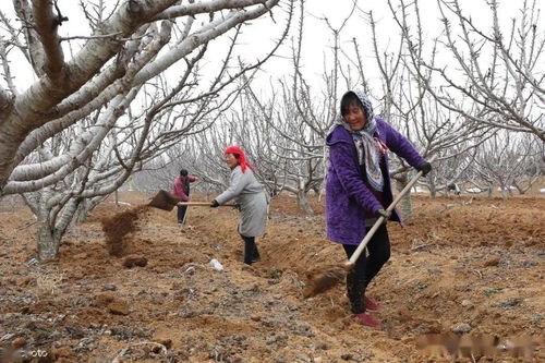 施肥浅耕，这可是门大学问