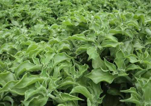 冰菜的美， 不止在味道