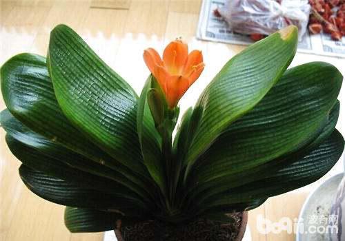 盆栽植物叶子发黄怎么办？