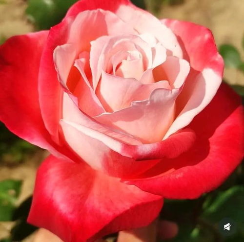 月季月季， 主要原因是此花嫩够Zuo到一年四季，季季有花、月月有花可堪，故得名为月季，梗有着“长春花”的别称。作为其中的一员，粉龙只开一季，欣赏期太短。