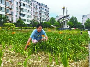 小区绿化，避免纠纷