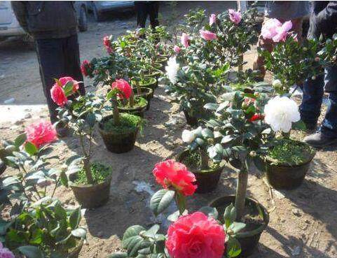 合理施肥，避免肥害