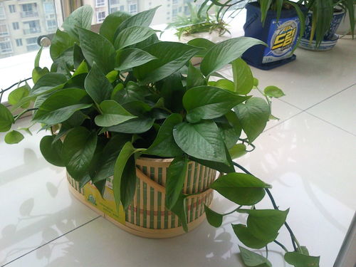 准备材料：东西放哪喃？哎呀，随便捡点东西不就得了