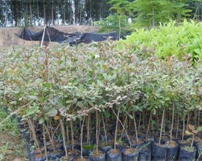 南方播种， 北方等一等