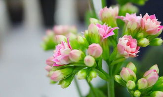 长寿花在冬天会不会冻坏呢？