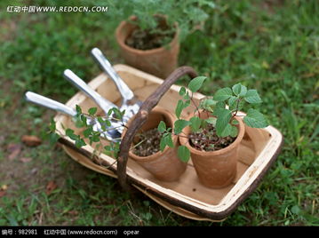 园艺讲堂初探：如何走进花草树木的奇妙世界？