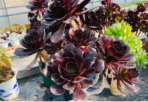 三种葡萄产品加工技术，打造园艺界的爆款花卉！