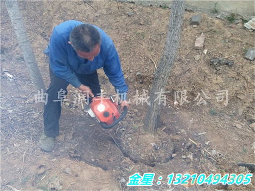 为什么大树移植这么难活？揭秘三大技术难题