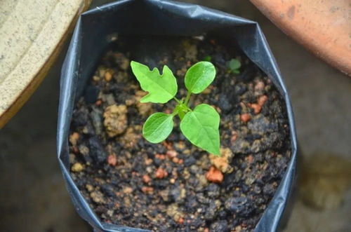 准备适宜的土壤和盆栽