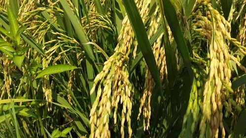 用途：多种作物， 多种病害