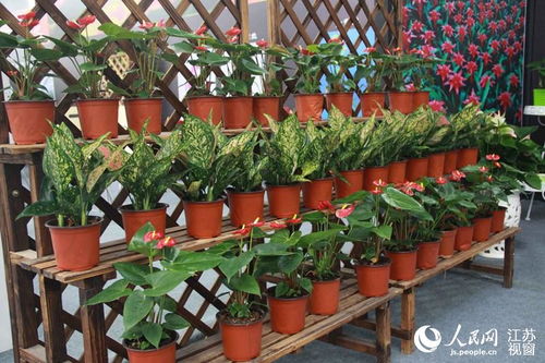 缤纷多彩，让人心醉的花卉世界