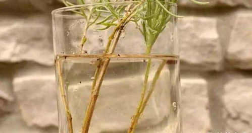 玻璃瓶：干净利落， 但有点沉