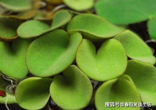 速生槐叶苹：速生水生植物