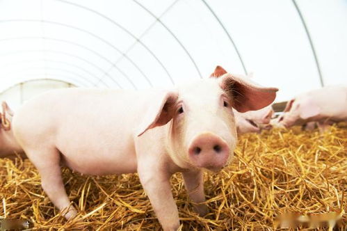 规模化养殖下生猪疫病防治的关键抓手和实践路径有哪些？