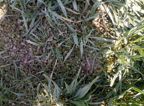 婆婆纳的防治，有讲究