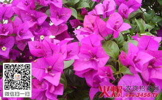 三角梅图片大全，这几种三角梅开花真美