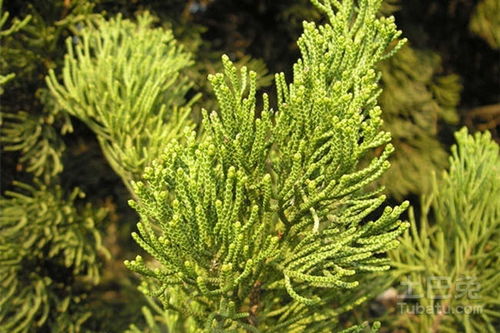 侧柏木：硬质木材中的佼佼者