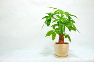 发财树修剪的最佳季节是哪个？什么时候修剪发财树最合适