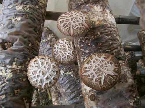 国家级认证——西峡香菇的名号大不大