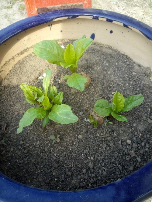 花根烂了如何挽救这株花