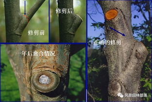 园林树木修剪的艺术与科学