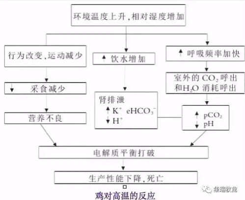 优化饲料营养，有效缓解养殖热应激