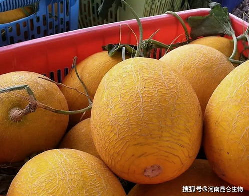 哈密瓜疫病防治，如何用药？