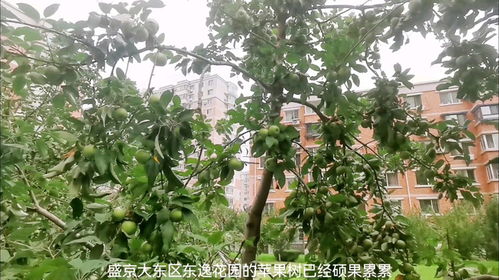 开心果树，硕果累累