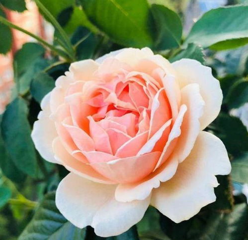 夏日热浪来袭，月季真宙叶子发黄怎么办？