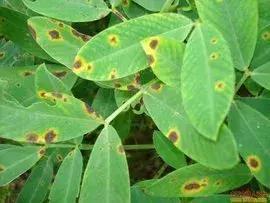 防治病虫害的小技巧