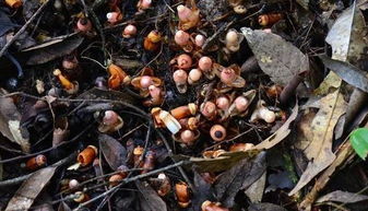 人工培育的小技巧