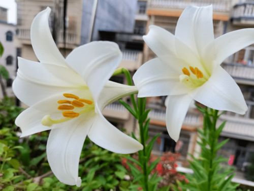 百合花营养DIY肥：自制与施用技巧大公开！